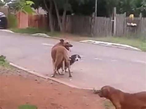 Mulher e cachorro na putaria sem limites